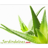 JARDINS D'ALOES